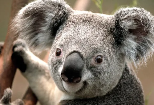 Bear saves drowning crow 