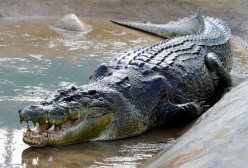 Largest crocodile caught in america