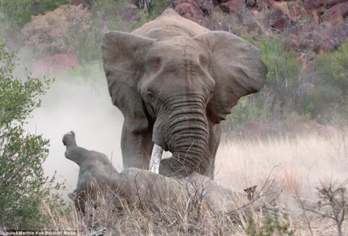 Elephant flipping over black rhino as she protects her calf