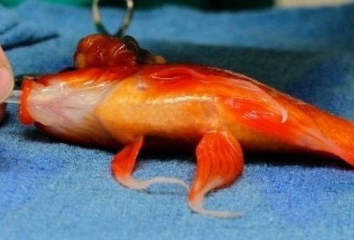 Goldfish saves from tumour using micro-surgery