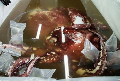 Colossal squid could reveal the truth about legendary 'kraken' sea monster