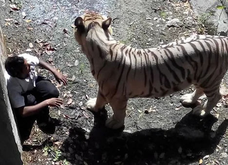 Tiger kills man in Delhi zoo after watching him for 15 minutes