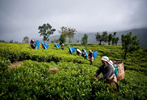 SL Records World's Highest Increase In Black Tea Production In First Nine Months...