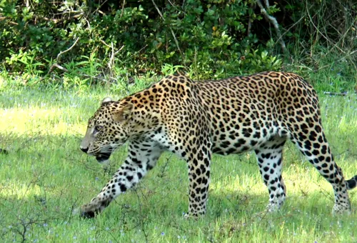 යාල වනයේ අමුතු සතුන්