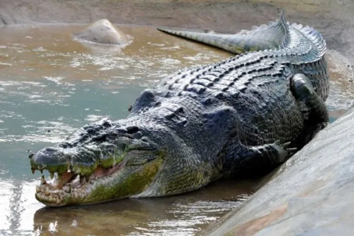Largest crocodile caught in america