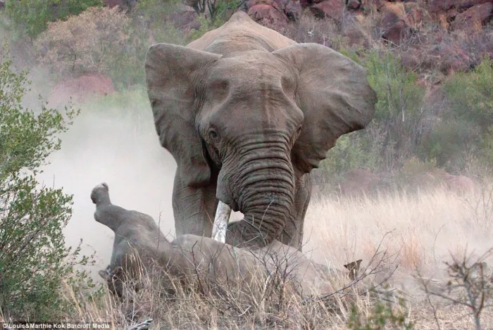 Elephant flipping over black rhino as she protects her calf
