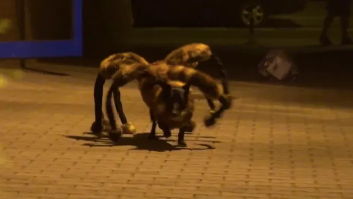 Prankster Freaks People Out with Dog Dressed Like a Spider