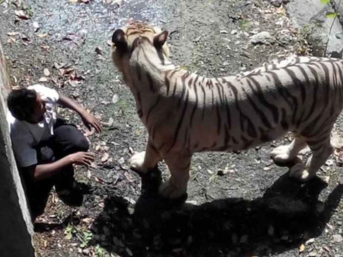 Tiger kills man in Delhi zoo after watching him for 15 minutes
