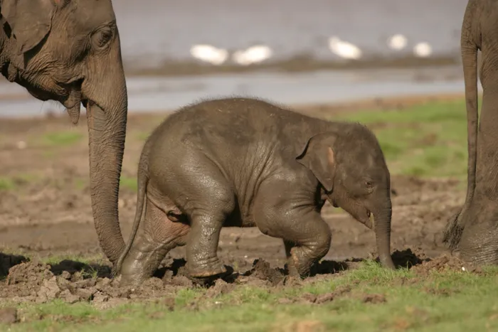 A Naturalist’s Guide to the Mammals of Sri Lanka