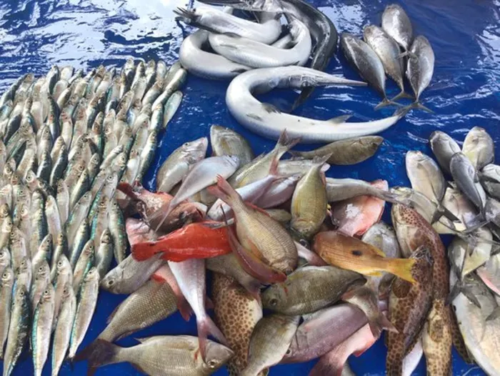 Sinhala Names of Popular Fish in Sri Lanka