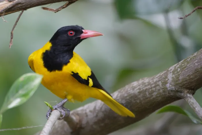 A Naturalist’s Guide to the Birds of Sri Lanka by Gehan de Silva Wijeyeratne