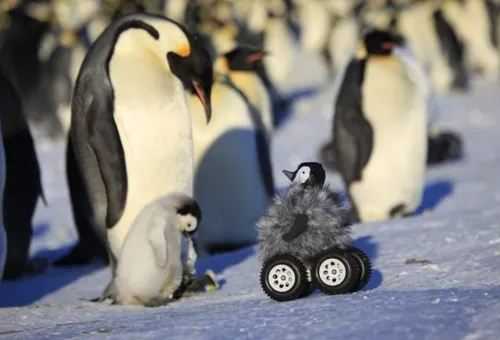 Robot Chick Makes Friends With Emperor Penguins