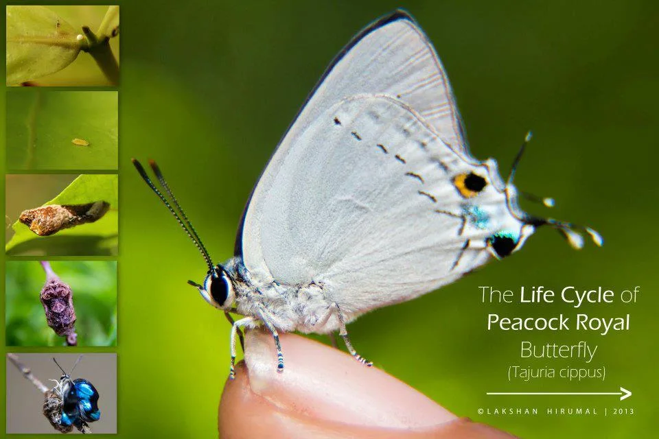 The Life Cycle of "Peacock Royal" Butterfly