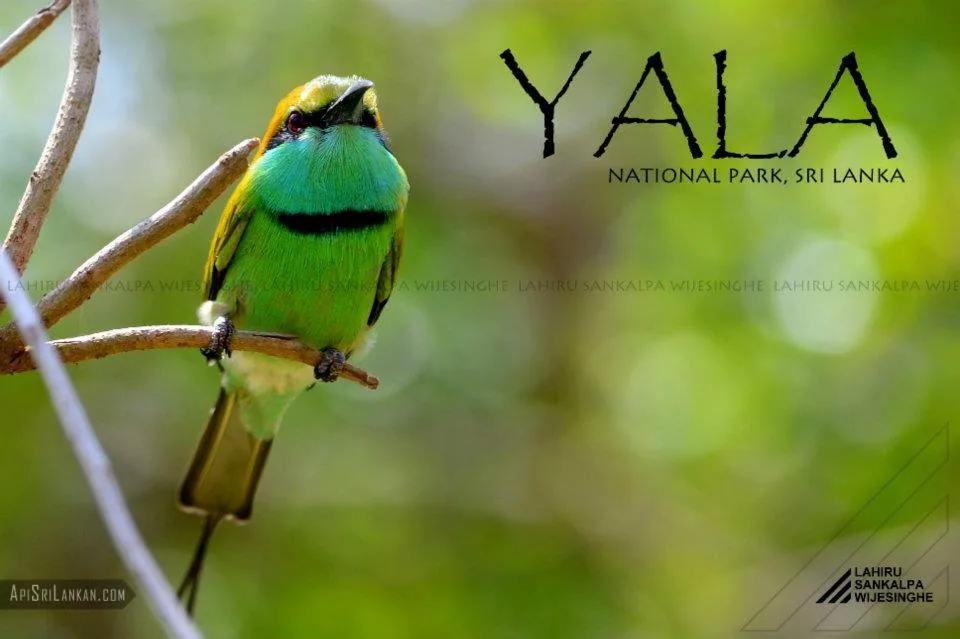 Yala National Park