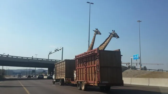 Giraffe killed while being transported in South Africa