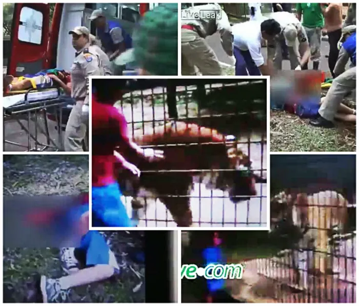 Tiger attack: Boy loses arm at Brazil zoo (Video)