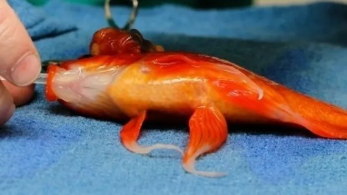 Goldfish saves from tumour using micro-surgery