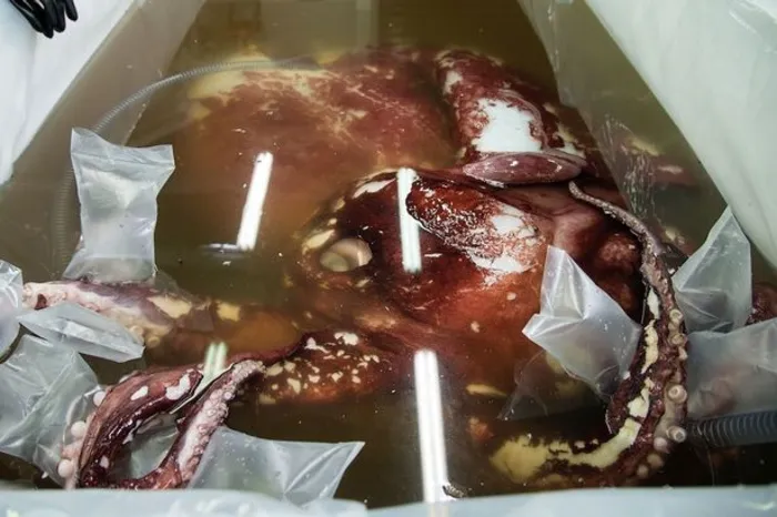 Colossal squid could reveal the truth about legendary 'kraken' sea monster