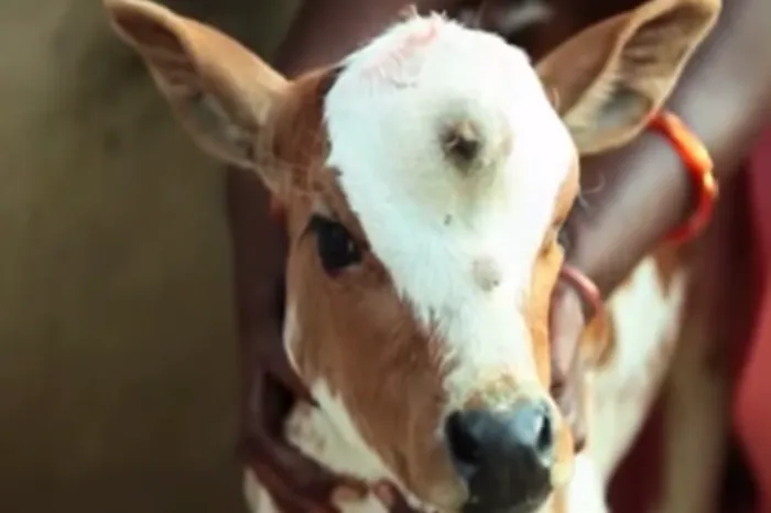 Three-eyed cow born in India 