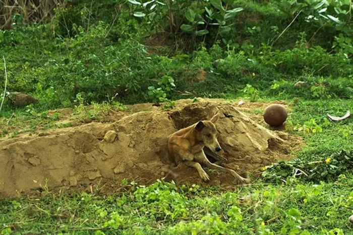 This Dog Loyally Stuck By His Owner's Side, Even In Death