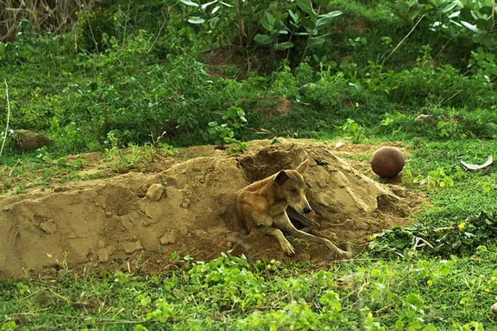 This Dog Loyally Stuck By His Owner's Side, Even In Death