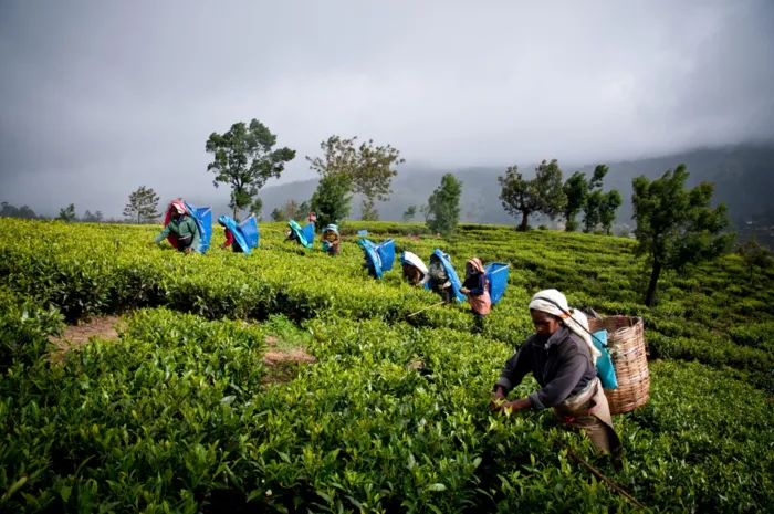 SL Records World's Highest Increase In Black Tea Production In First Nine Months 