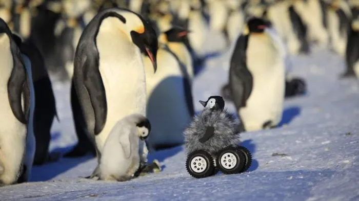 Robot Chick Makes Friends With Emperor Penguins