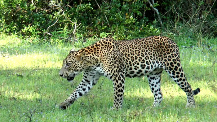 යාල වනයේ අමුතු සතුන්