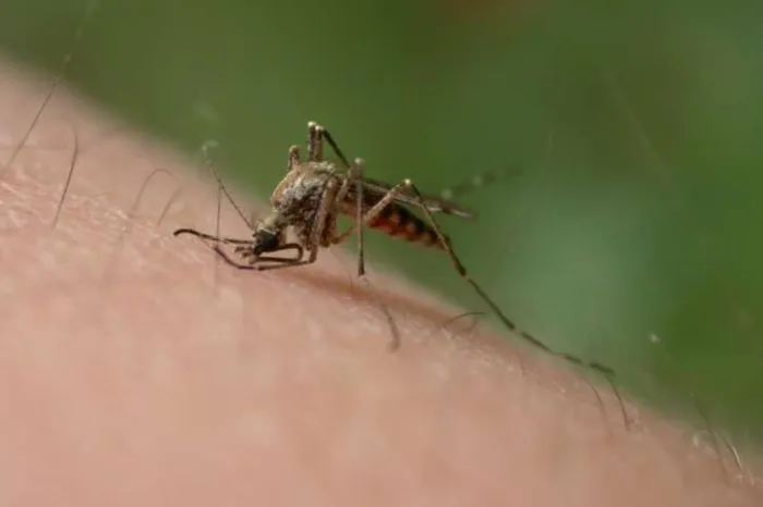Plague of mosquitos carrying deadly diseases is headed for Britain