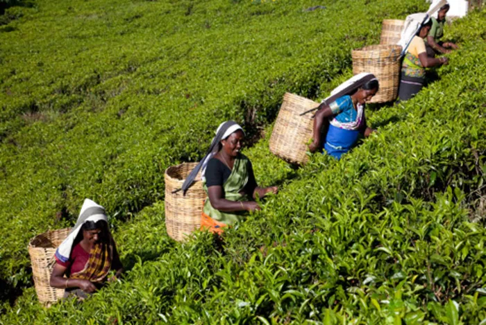 Sri Lanka Tea Board To Showcase Best Of Sri Lankan Tea