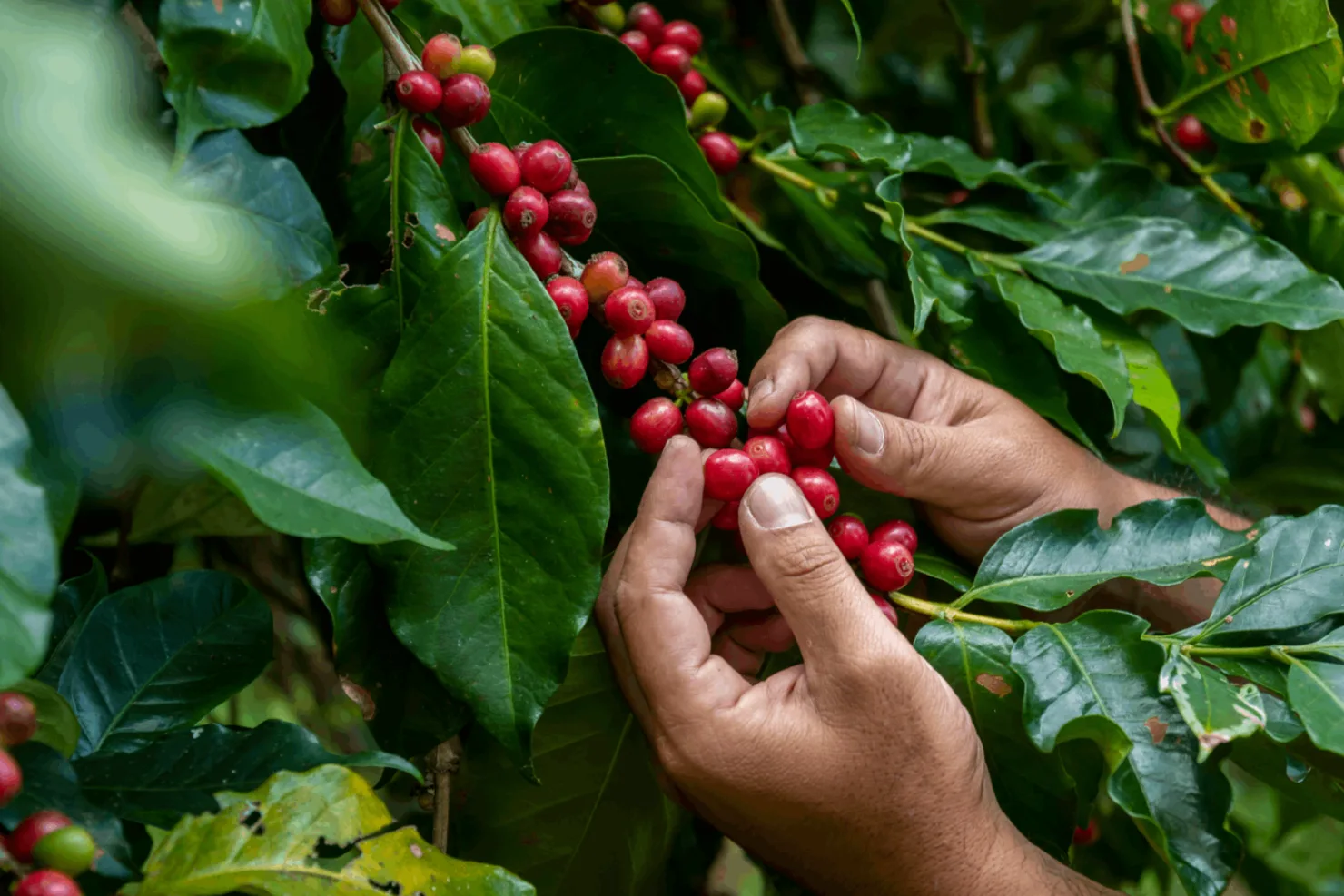 Esquires Coffee Luton Ltd